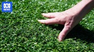Council wants to ban artificial grass on nature strips over microplastics and PFAS concerns