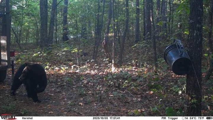 Authorities shoot and kill black bear believed to have fatally mauled man in Arkansas