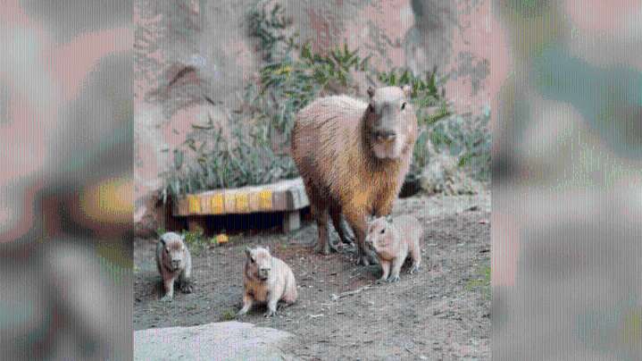 Sacramento Zoo welcomes five baby capybaras from 'first time mom'