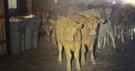 Herd of cows takes late-night stroll through Boise