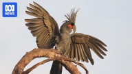 Artificial nests trial underway to save Queensland's endangered palm cockatoo