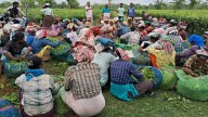 Assam to amend Land Ceiling Act to allot nearly 3 lakh bighas to tea tribe community