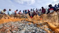 India world’s second-largest fish producer, contributing 8 pc to global output