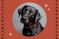 Which Dog Breed Should You Get, According to Your Zodiac Sign