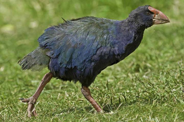 New Zealand Rare Birds Thought to Be Extinct Have Seemingly Come Back to Life