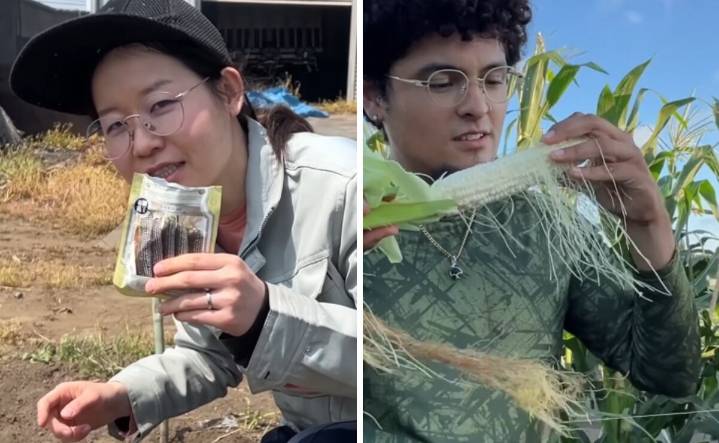 Japonesa y esposo mexicano cultivan vegetales tradicionales de México para crear platillos en Japón