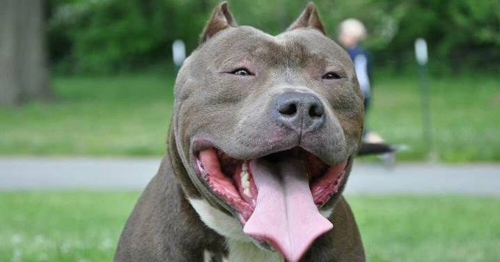 Project Pit Stop aims to build housing for pit bulls in Indianapolis