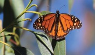 Flight of the Monarch