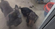 Cruel owner left animals starving and forced to eat own waste in filthy house