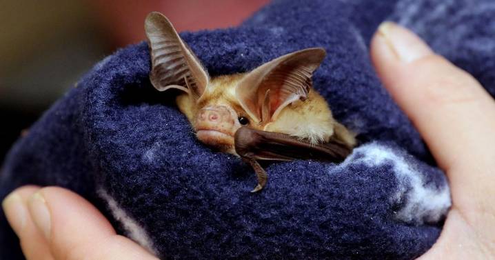 Northern Arizona Bat Rescue mends the broken wings of a Halloween icon