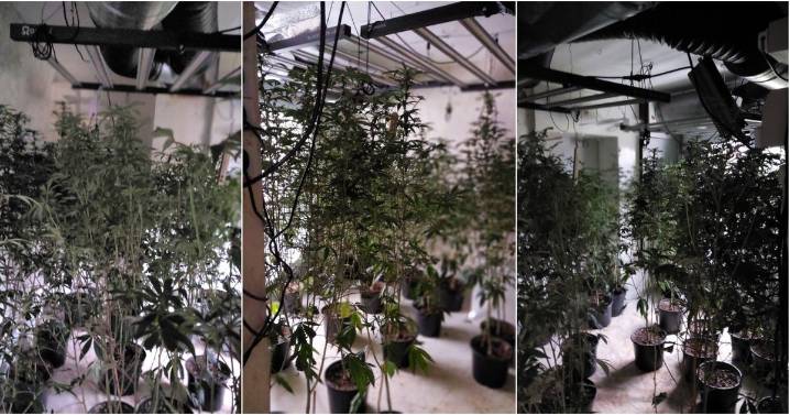 Cannabis farm found during police raid in Aldersley