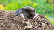 9 Ways To Naturally Deter Moles From Your Yard Or Garden (And 7 To Skip)