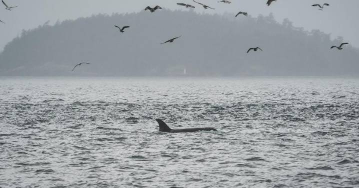 Scientists hope underwater fiber-optic cables can help save endangered orcas