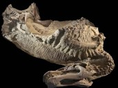 Investigadores desenterraron  espeluznantes momias de dinosaurios