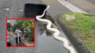 Captan serpiente de más de 4 metros de largo en un fraccionamiento de Veracruz