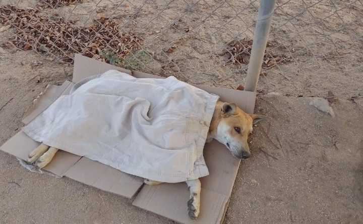 Denuncian muerte masiva de perros y gatos por sustancia tóxica en San Isidro