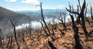 Especialistas de 10 provincias desarrollan estrategias de restauración de paisajes forestales en todo el país