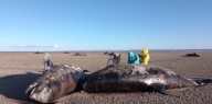 Alerta en Tierra del Fuego por la aparición de 26 orcas muertas: no logran dar con las causas