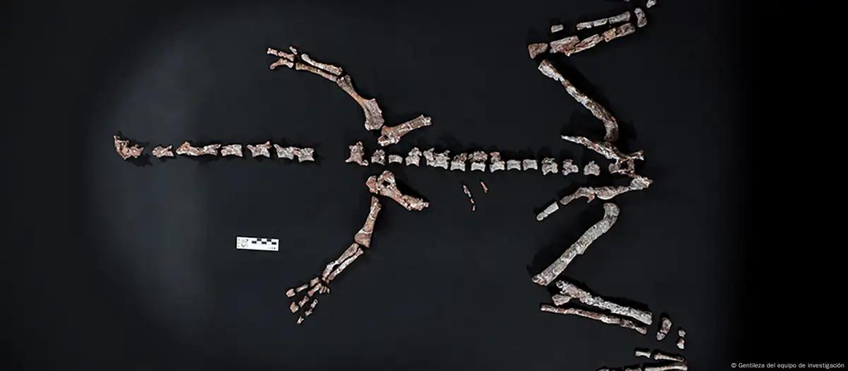 Descubren en los Andes argentinos uno de los dinosaurios más antiguos del mundo