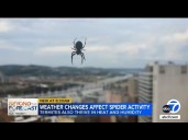 Have you seen more spiders and bugs this year? Here's why