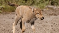 Meet our baby bison! Third-generation calf born at British rewilding project