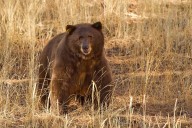 Bears resort to rummaging through our food supplies when late-spring frosts destroy their natural food sources