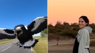 Magpie attack in rural Queensland mining town leaves young Chilean woman with severe facial injuries