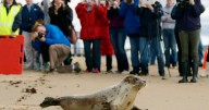 Arctic seals and more than half of bird species are in trouble on latest list of threatened species