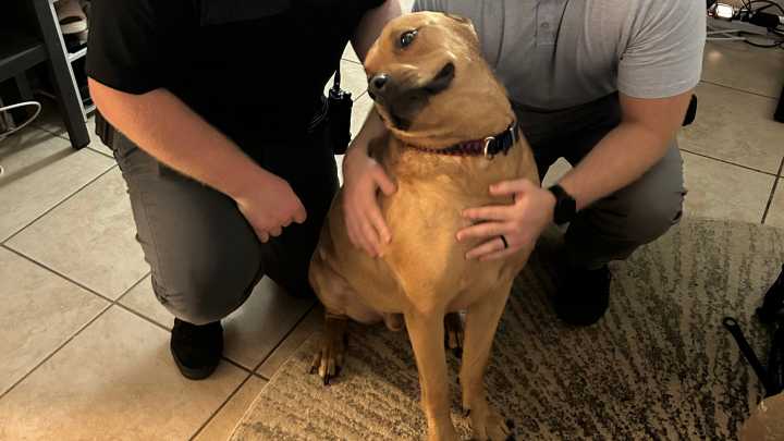 Stolen service dog returned to Mesa owner after arrest