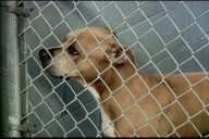 Daviess County officials respond to animal shelter complaints