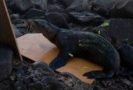 Desenmallan y rescatan a dos lobos marinos en Isla Consag, Baja California