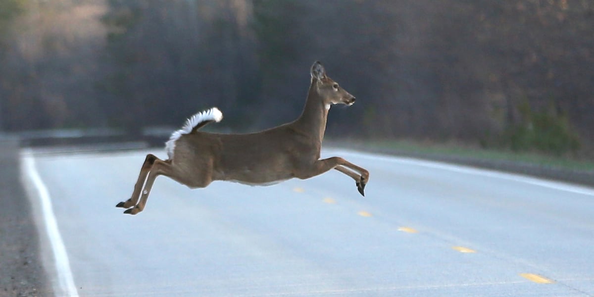 Kentucky transportation officials issue annual ‘Antler Alert’ for drivers amid fall season