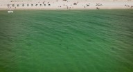 Alabama introduces shark alerts via Wireless Emergency System: how it works