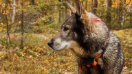 Los veterinarios aconsejan a los dueños comprar este objeto para sus mascotas este invierno