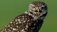 No te la vas a creer: la insólita historia del animal que pasó de ser una plaga a estar casi extinto en 40 años