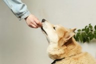 31 salmonella infections in Canada linked to dog treats; cases likely higher