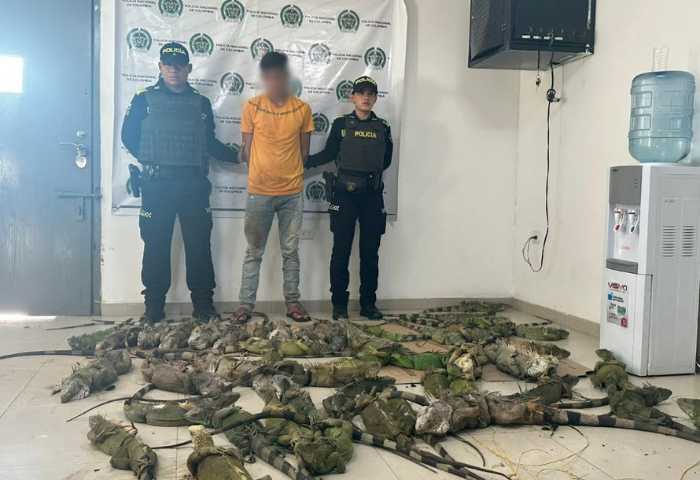 Capturan a extranjero que transportaba 50 iguanas para comercializar