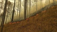 Short-term increase in PM2.5 concentrations due to landscape fires lead to significant increases in childhood hospital admissions: Study