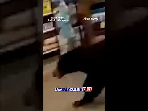 WATCH: Bear cub strolls through AZ grocery store #shorts #bearcub #animals #viral #foxnews #us