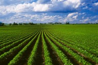 Can We Produce More Food With Less Land?