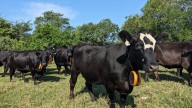 Ranchers are using ‘virtual fencing’ to move their cattle