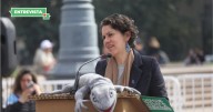 Pingüino de Humboldt entra en peligro de extinción y ministra Rojas llama a cuidar su hábitat, hoy en disputa por Dominga