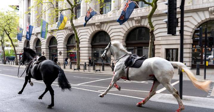 'Dark omen' horse that ran loose through London 'covered in blood' retires