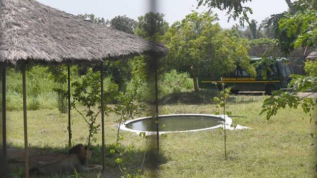 Missing lion found safe in safari zone at Vandalur zoo, thanks to drones and team effort