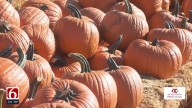 Fall festivities take root at Tulsa's Pumpkin Town Farms