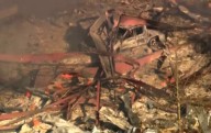 Explosión en planta de explosivos en Tennessee deja 19 desaparecidos; policía teme que hayan muerto