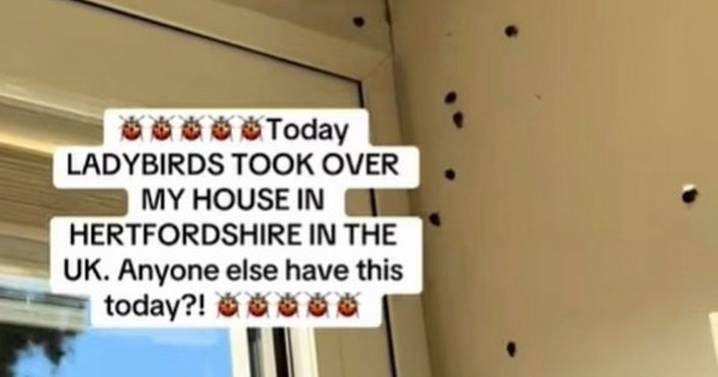 UK residents 'petrified' by ladybird invasion as houses 'crawling with them'