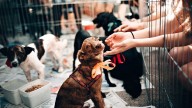 Tlalnepantla realiza Feria de Adopción “Tu Casa, Su Hogar” para promover el bienestar animal﻿