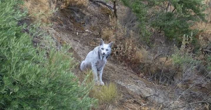 Captan por primera vez un lince ibérico blanco