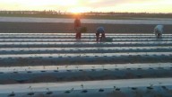Caen hasta 40% las ventas de semilla en el sur de Sinaloa por crisis hortícola